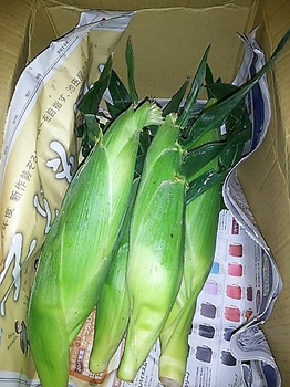 corn2.jpg